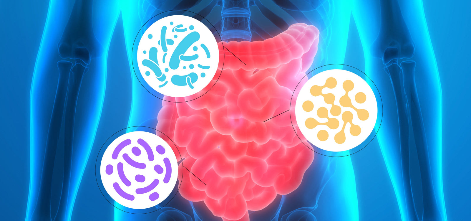Gut Health 101: Making Sense of Probiotics, Fiber, Enzymes & “Detox”