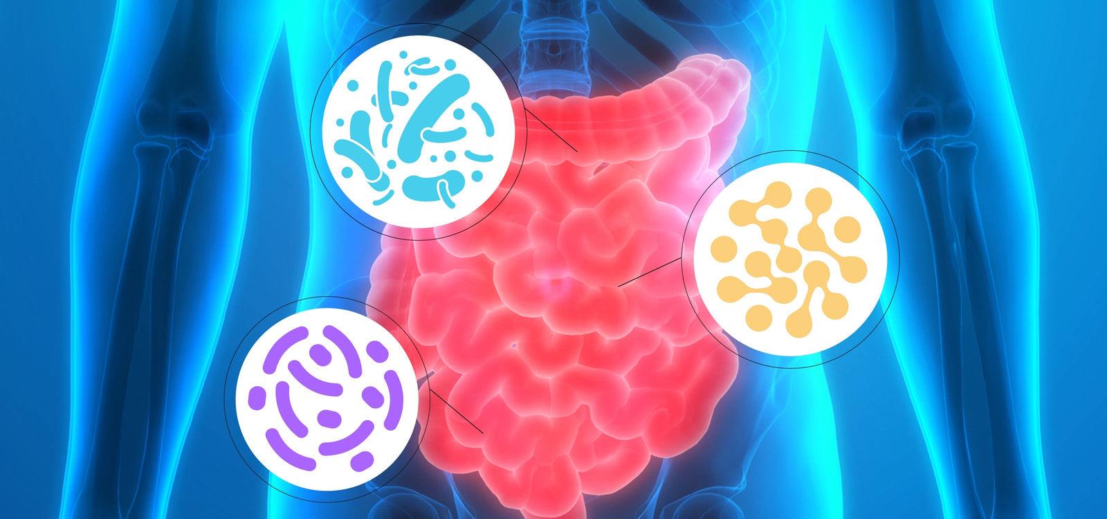 Gut Health 101: Making Sense of Probiotics, Fiber, Enzymes & “Detox” - Oxyenergy.us