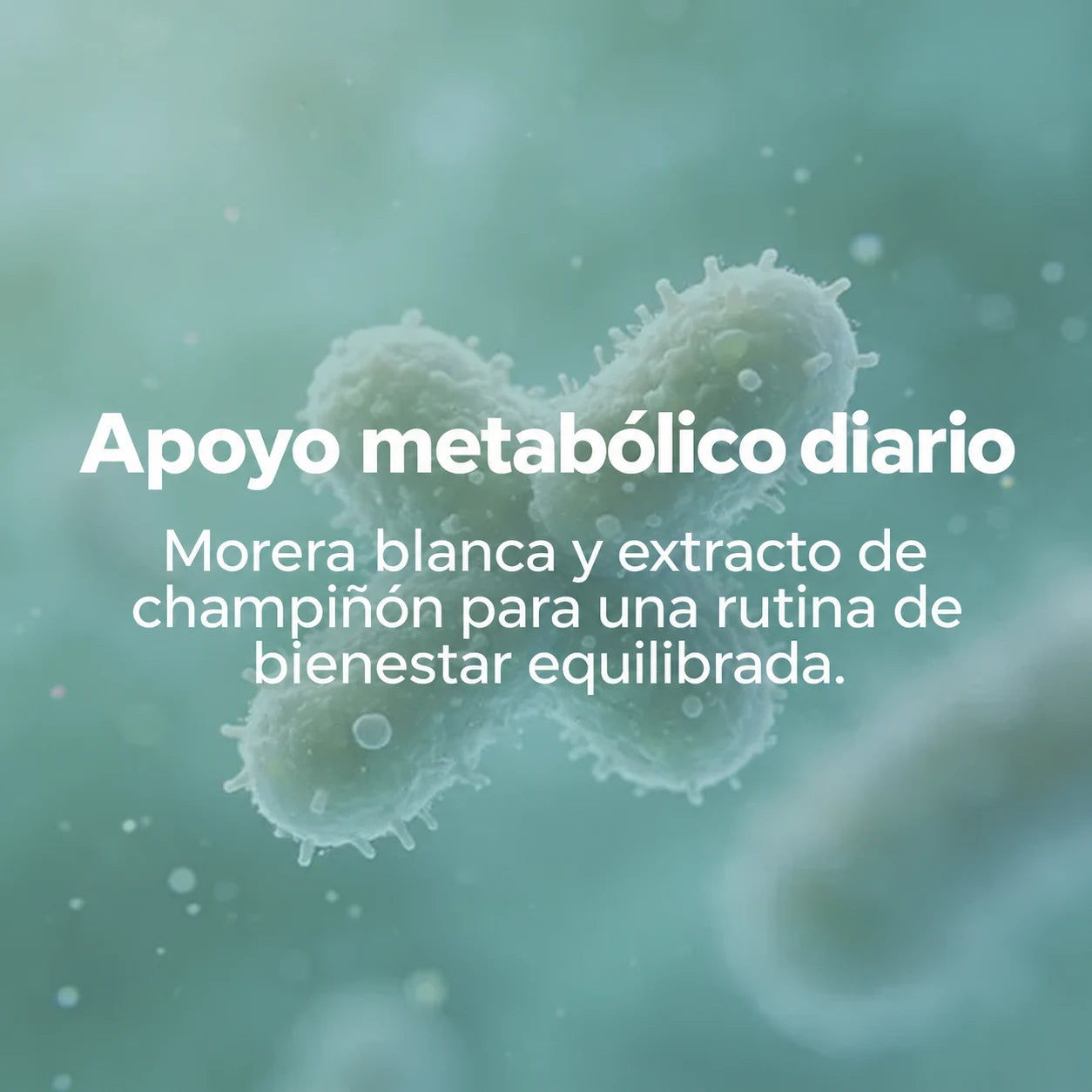 Apoyo metabólico diario: morera blanca y extracto de champiñón